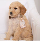 Hollis Leash & Collar Set